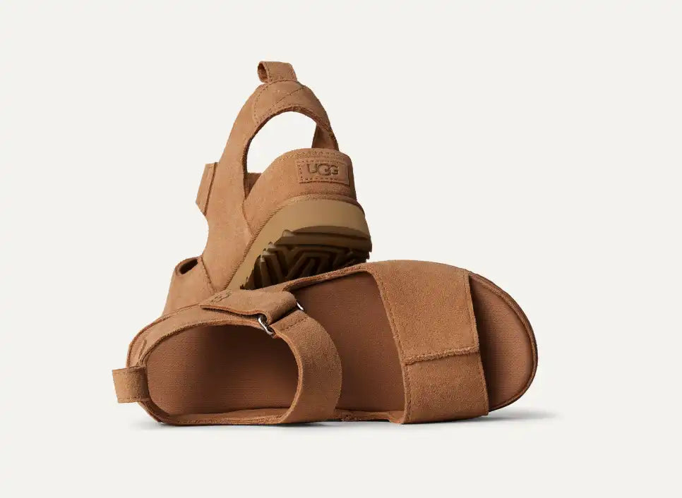 Goldenstar Hi chestnut